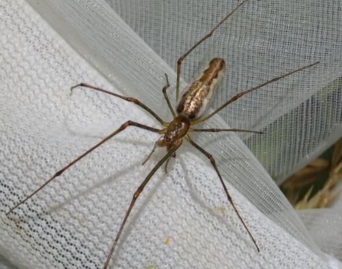 Réf. 325 394 : Tetragnatha sp.